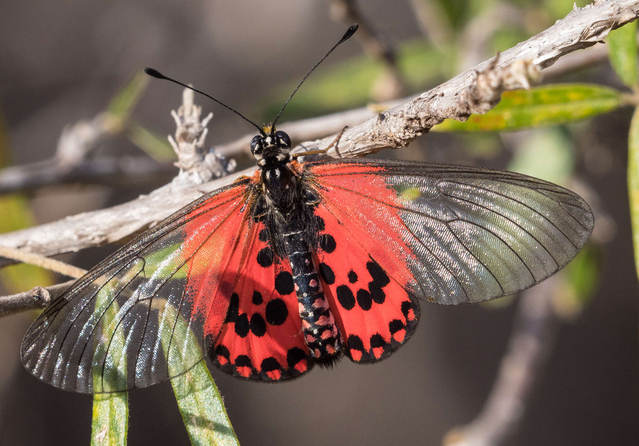 Acraea ranavalona Boisduval 1833的圖片