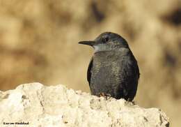 Image de Monticola solitarius solitarius (Linnaeus 1758)