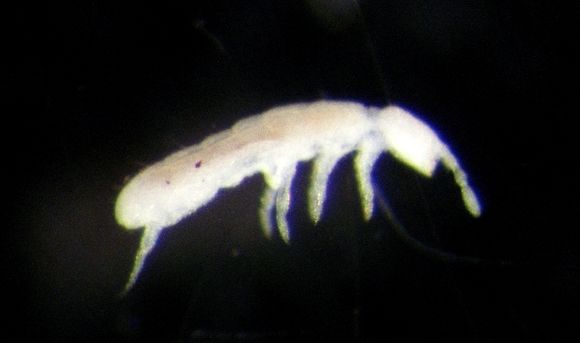 Image of Springtail