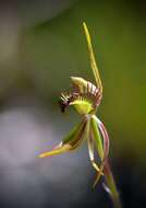 Caladenia corynephora A. S. George resmi