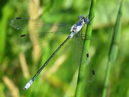 Image of Dark Spreadwing