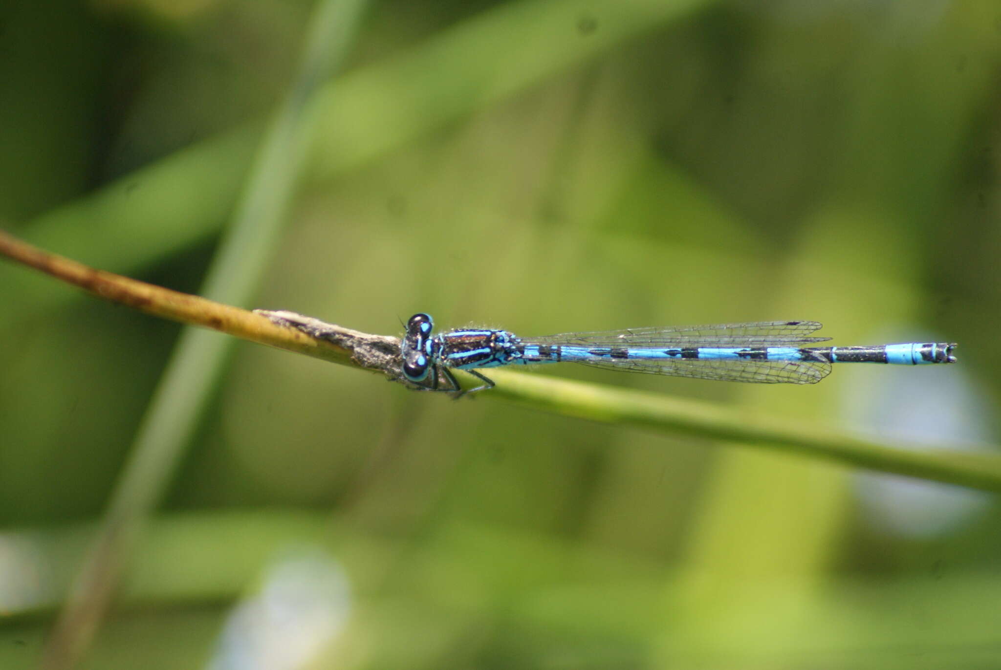 Image of Southern Damselfly