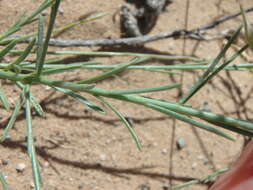 Linum aristatum Engelm. resmi