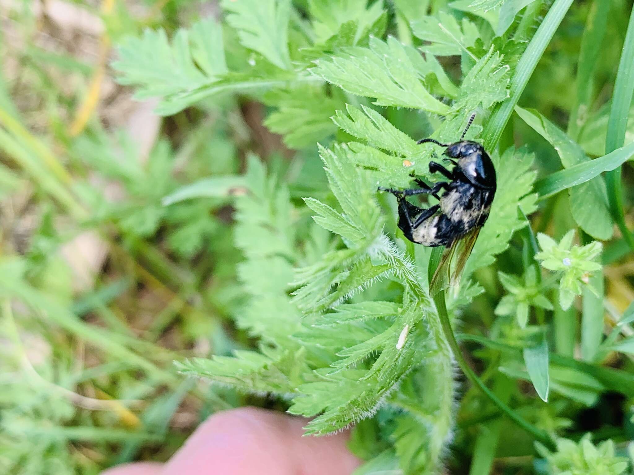 Image of Hairy Rove Beetle