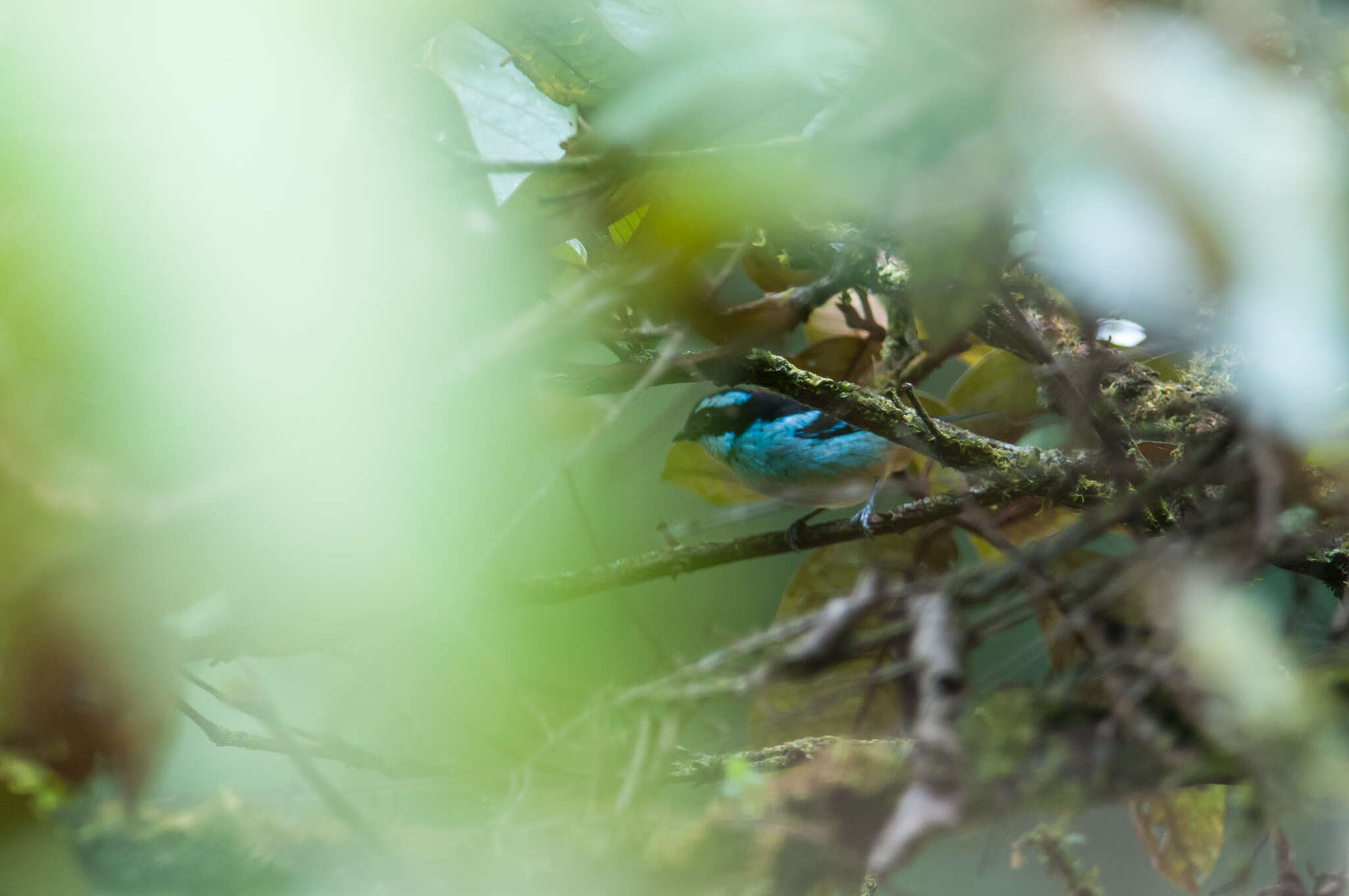 Слика од Tangara cyanotis (Sclater & PL 1858)