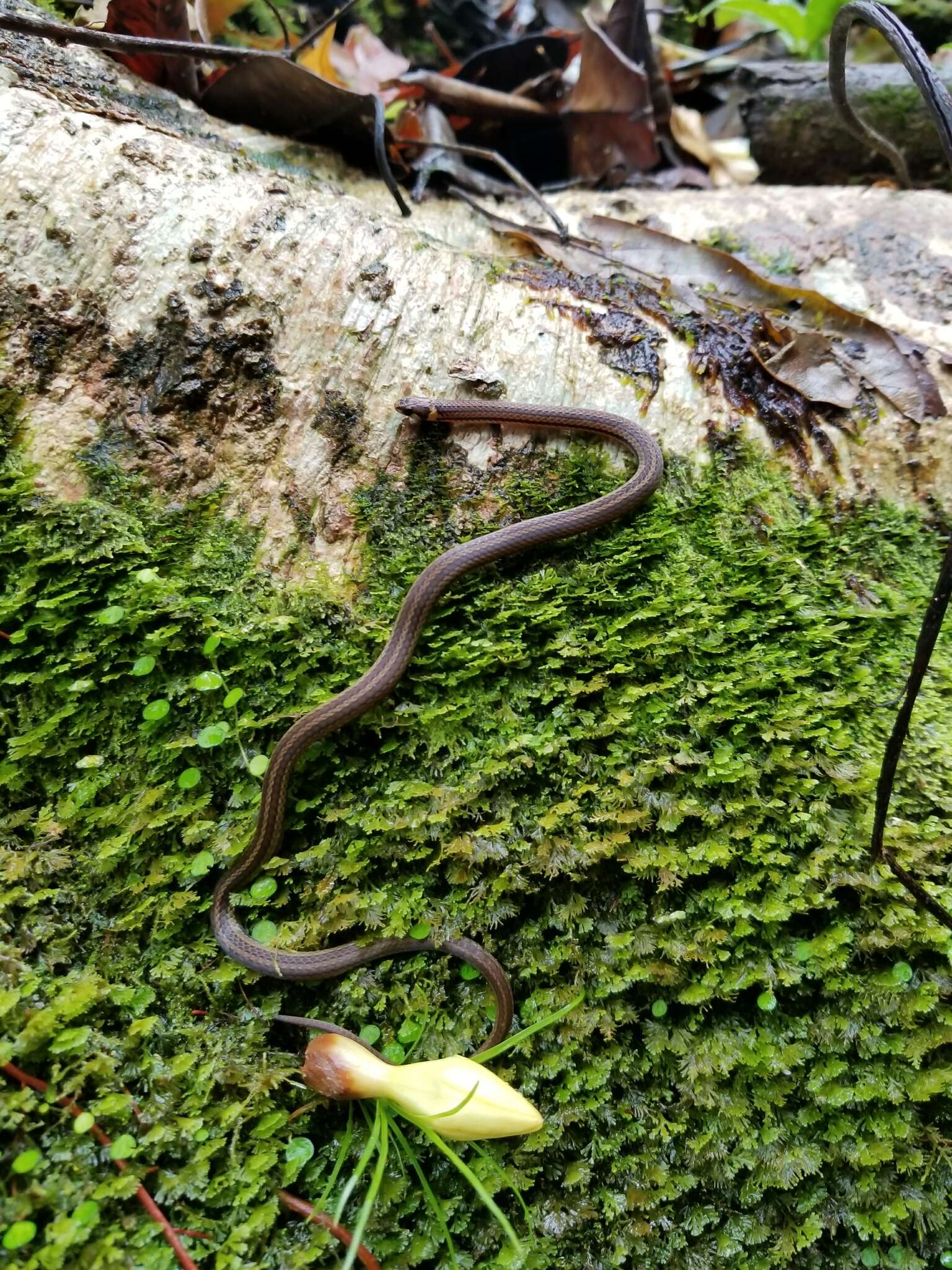 Image of Litter Snake