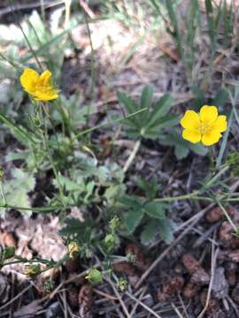 Image of Soft Cinquefoil