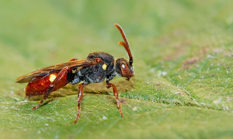 Image of Nomada ferruginata (Linné 1767)