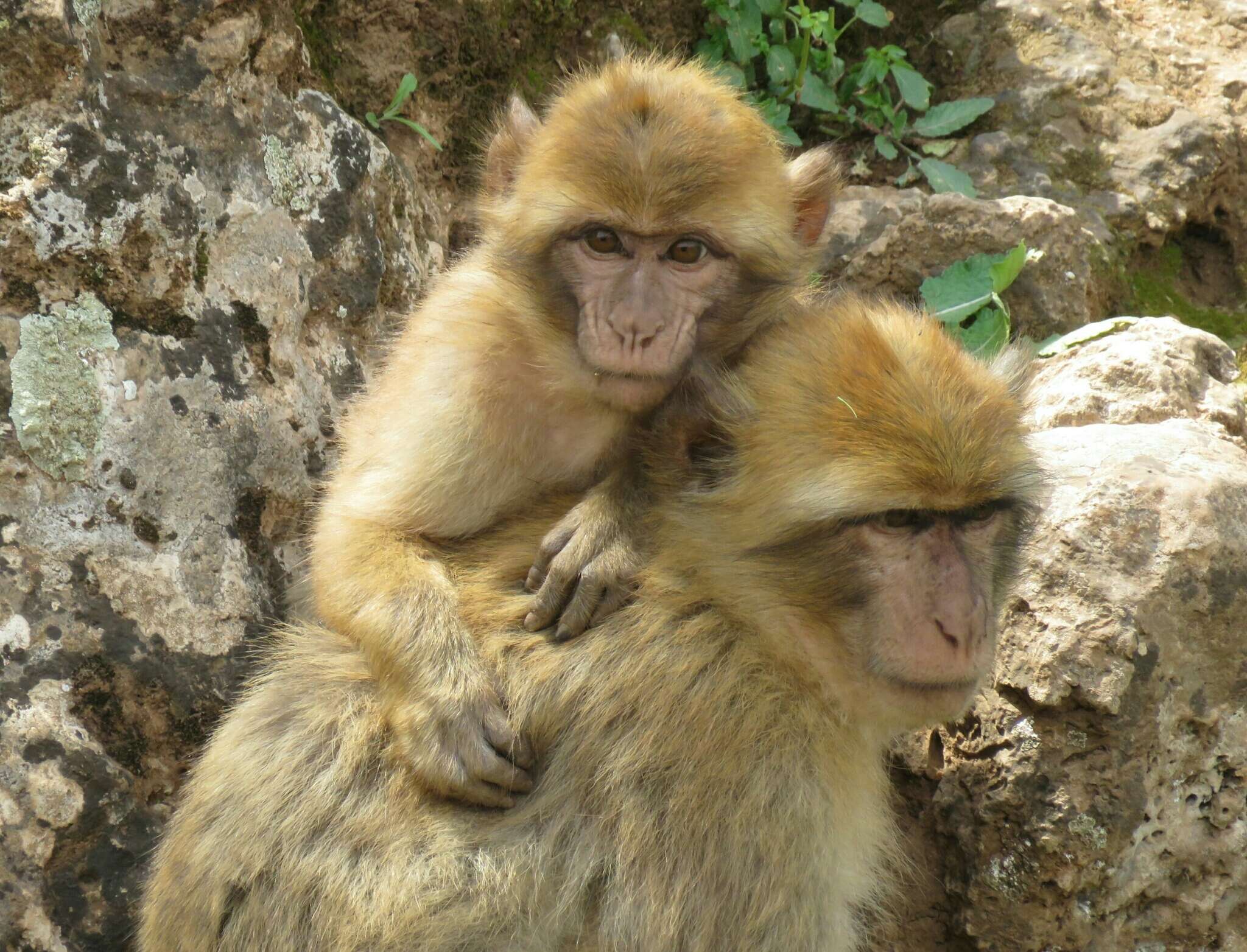 Image of Barbary Ape