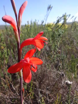 Image of Watsonia fergusoniae L. Bolus