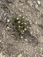 Image of Nuttall's sandwort