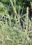 Image of Eremophila gibbifolia (F. Muell.) F. Muell.