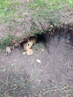 Image of Richardson's ground squirrel