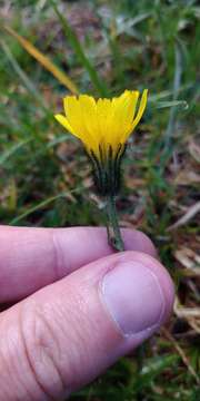 Image of Crepis jacquinii Tausch