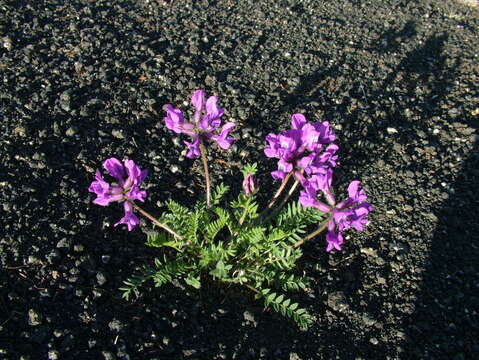 Image of Oxytropis arctica subsp. taimyrensis