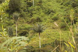 Image of Wax palm