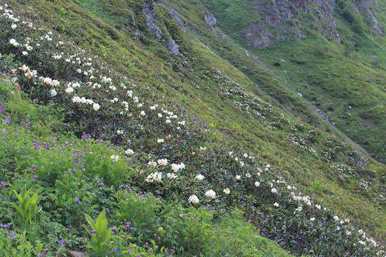 صورة Rhododendron caucasicum Pall.