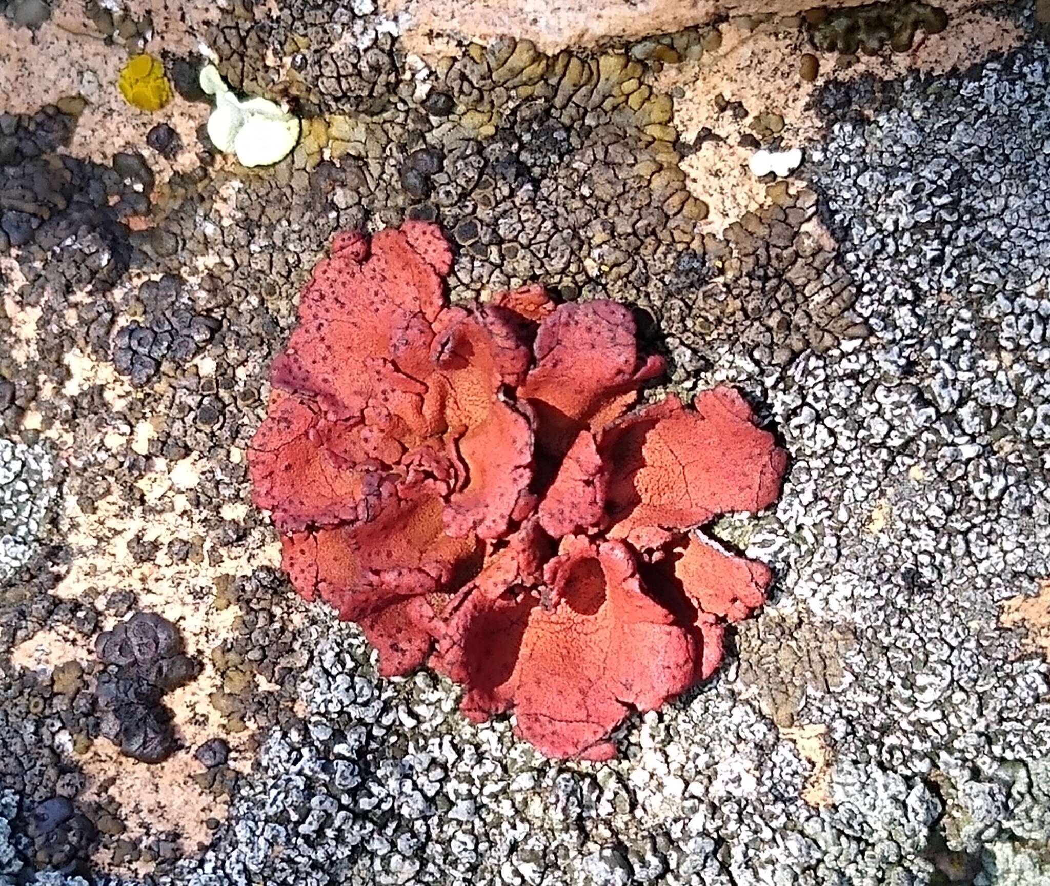 Image of <i>Umbilicaria phaea</i> var. <i>coccinea</i>