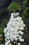 Image of Brunia noduliflora P Goldblatt & J. C. Manning