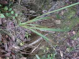 Imagem de Eryngium longifolium Cav.