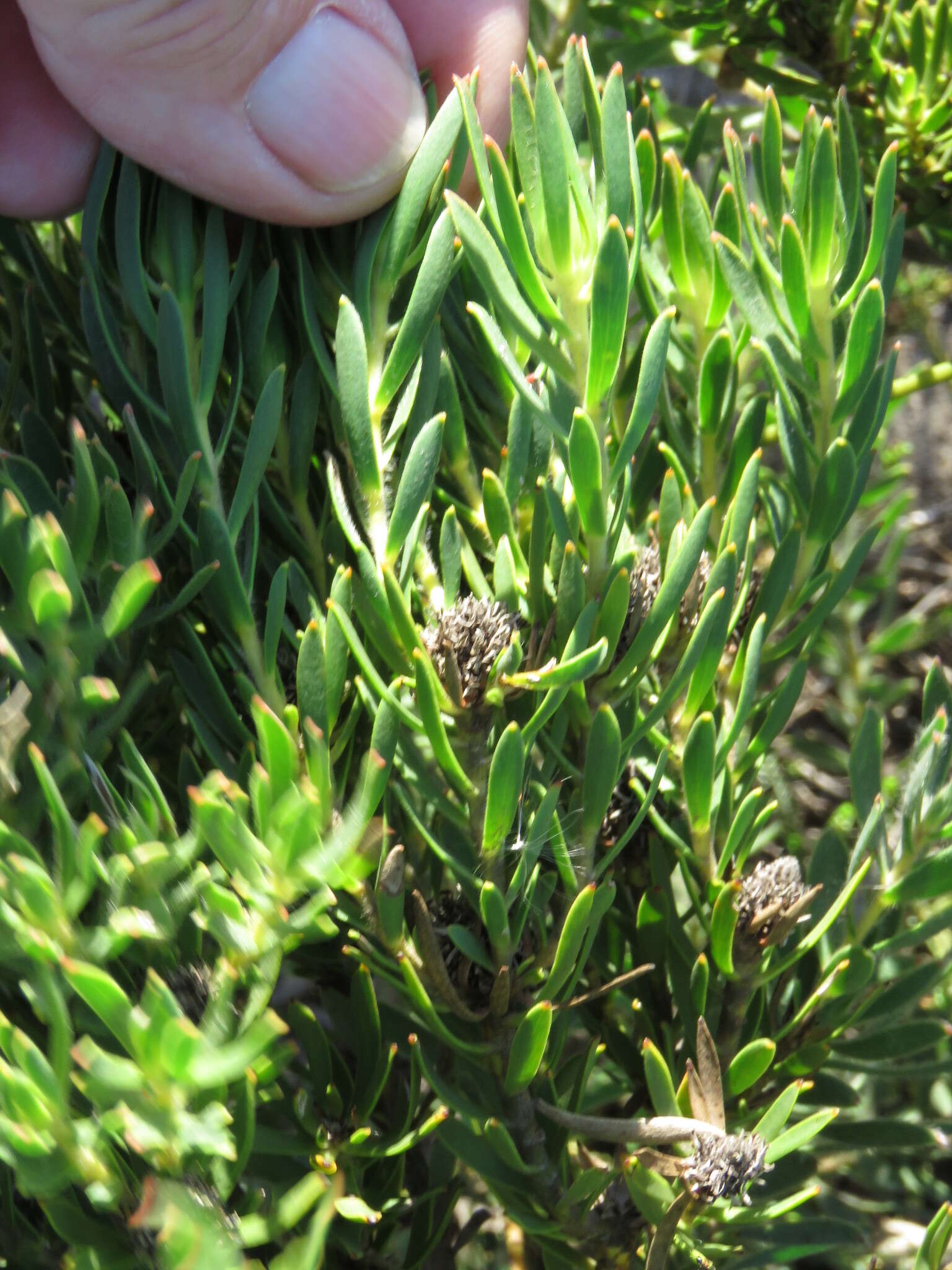 Image of <i>Leucadendron <i>lanigerum</i></i> var. lanigerum