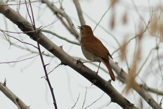 Image of nightingale, common nightingale