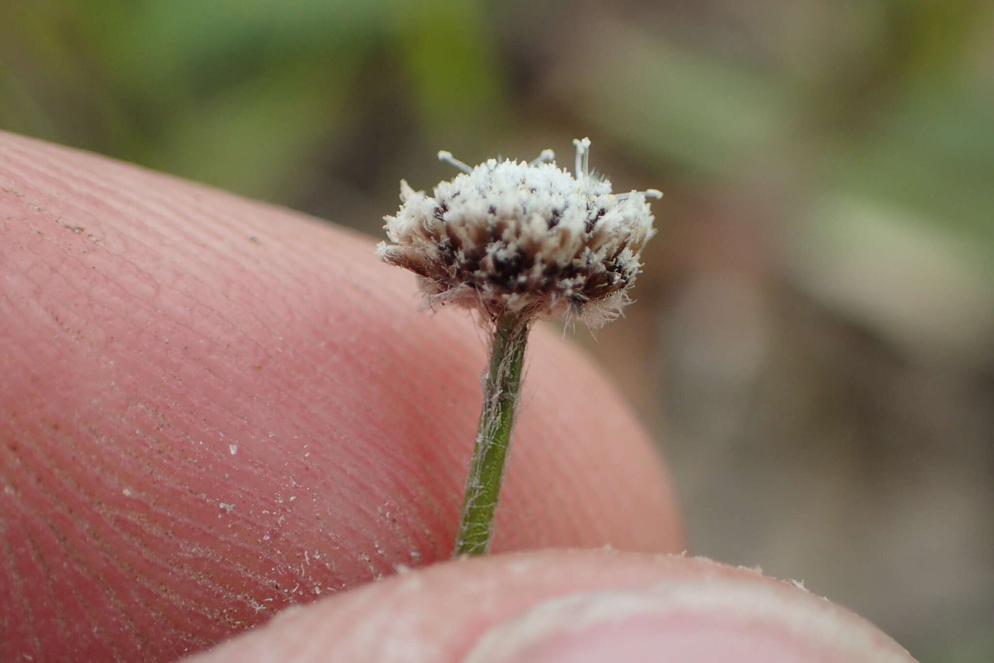 Image de Lachnocaulon anceps (Walter) Morong