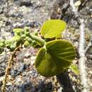 Image of Omphalea occidentalis Leandri