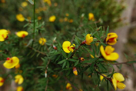 Image of Pultenaea forsythiana