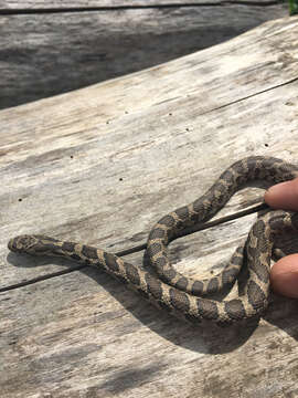 Image of Eastern Fox Snake