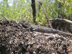 Image of Baker's Spinytail Iguana