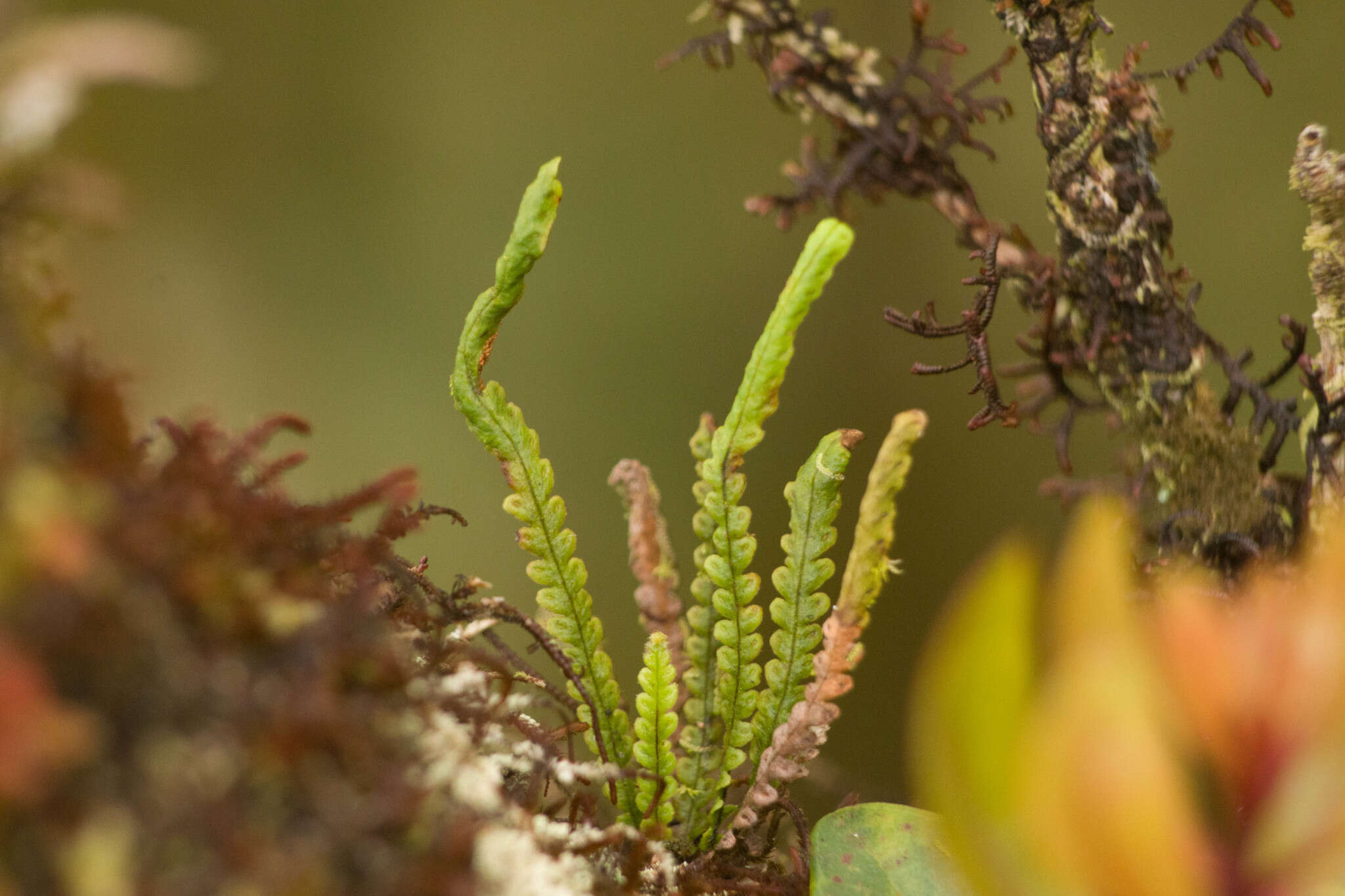 Image of Safford's lellingeria