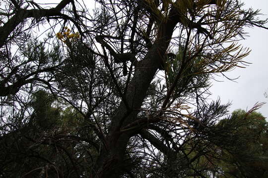 Image of Nuytsia floribunda (Labill.) R. Br.