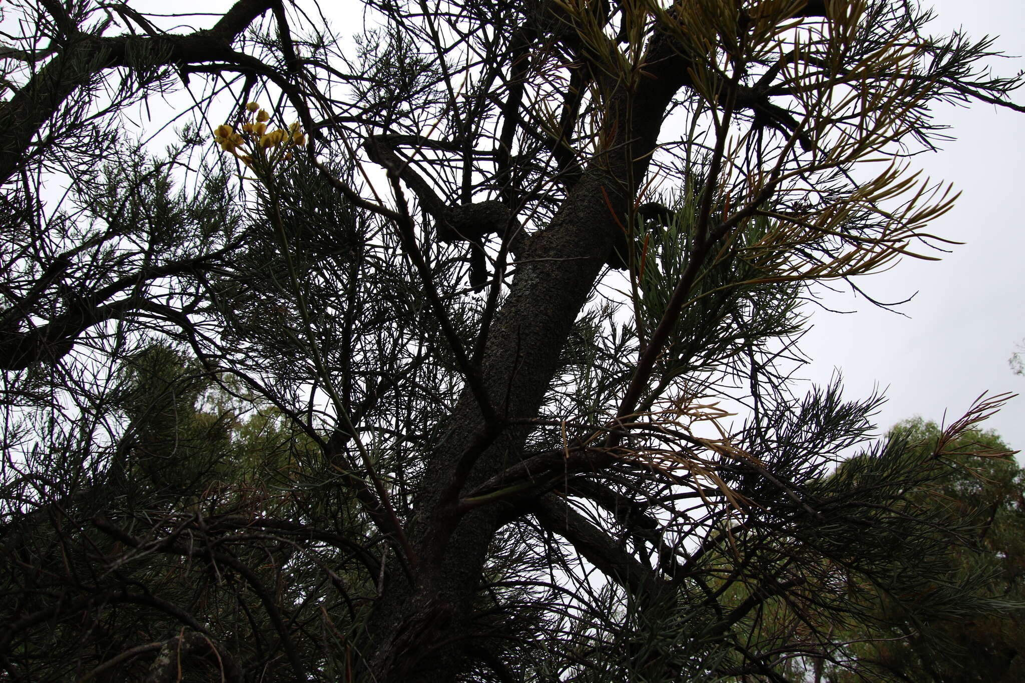 Plancia ëd Nuytsia floribunda (Labill.) R. Br.