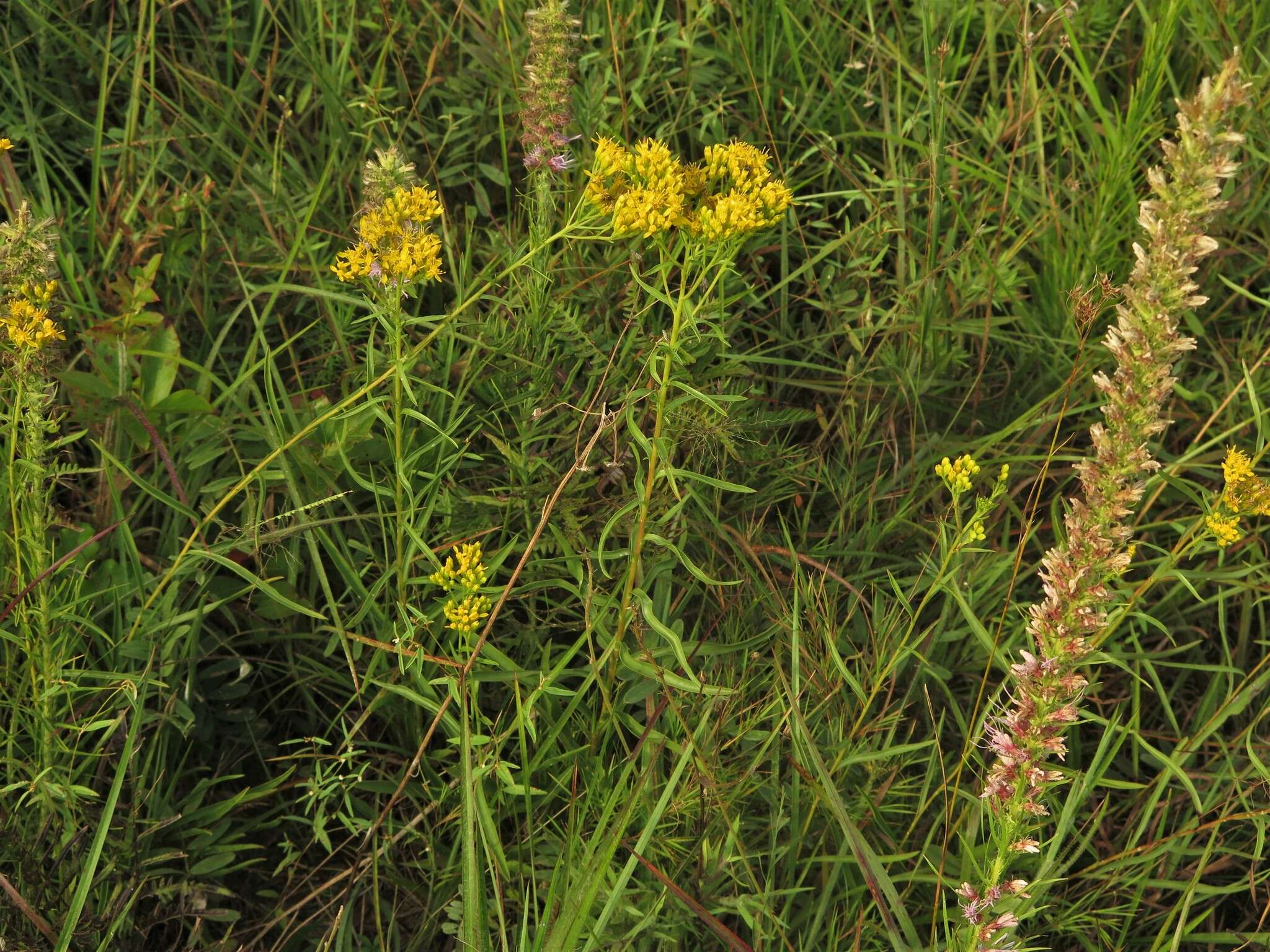 Plancia ëd Euthamia leptocephala (Torr. & A. Gray) Greene