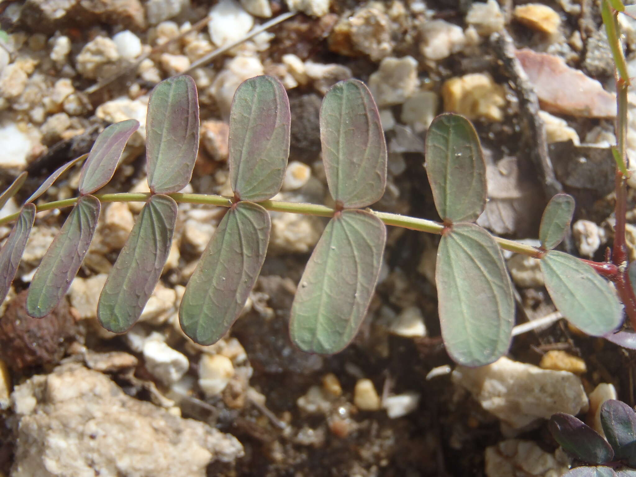 Image of dwarf stickpea