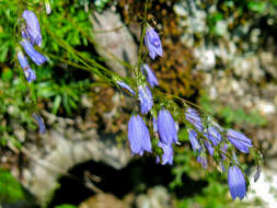 Image of Campanula cespitosa Scop.