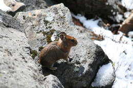 Image of Royle's Pika