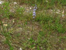 Image of pale lobelia