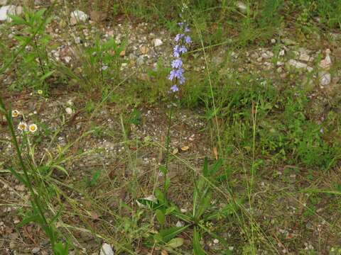 Слика од Lobelia appendiculata A. DC.