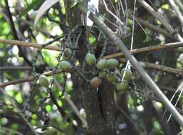 Gnetum luofuense C. Y. Cheng resmi