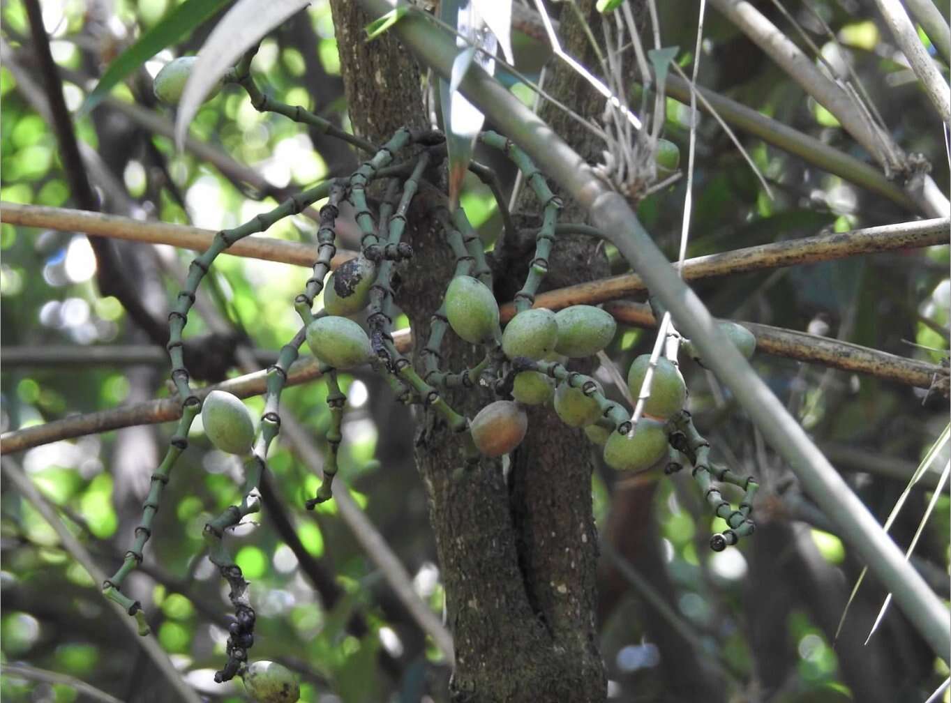 Image of Gnetum luofuense C. Y. Cheng