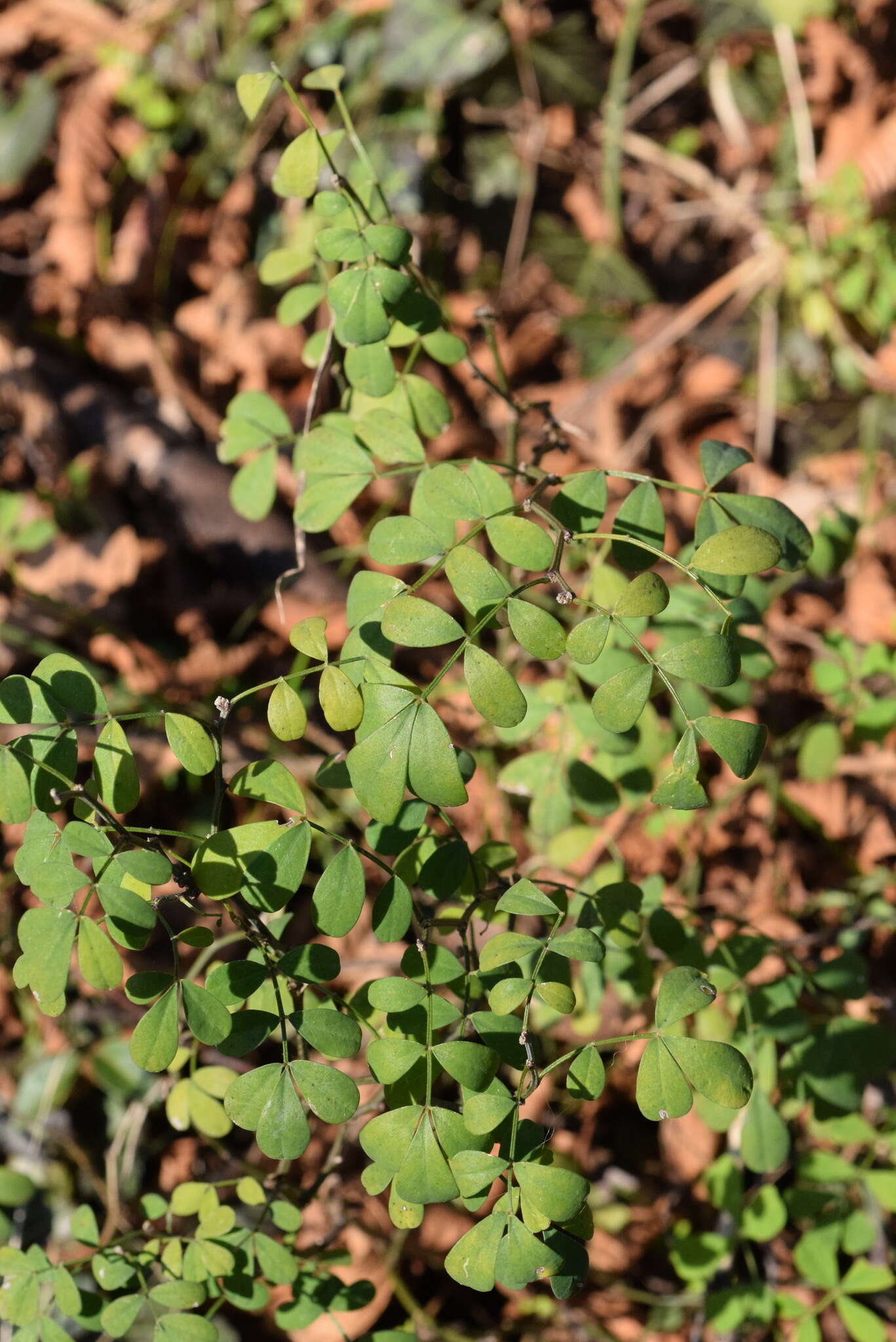 Image of scorpion senna