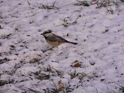 Image of Mountain Chickadee