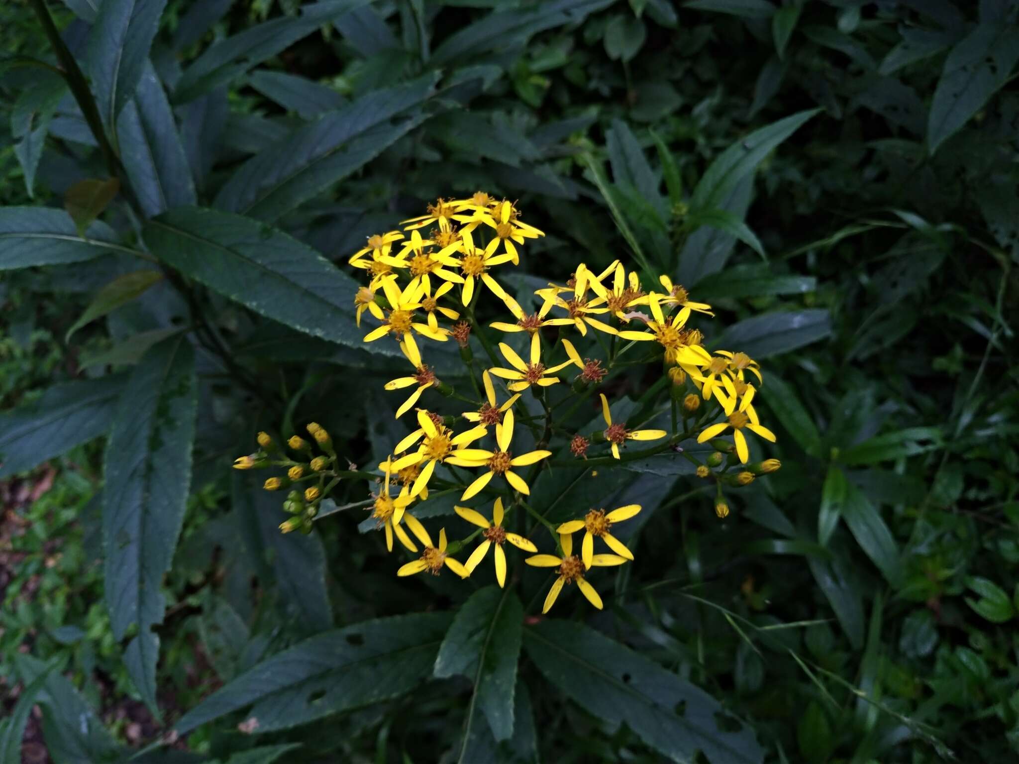 Plancia ëd Senecio morrisonensis var. dentatus Kitam.