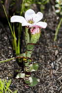 Image of Disa fasciata Lindl.