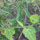 Image of Tradescantia gentryi D. R. Hunt