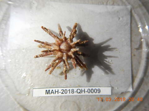 Image of slate pencil urchin