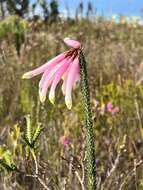 Plancia ëd Erica fascicularis L. fil.