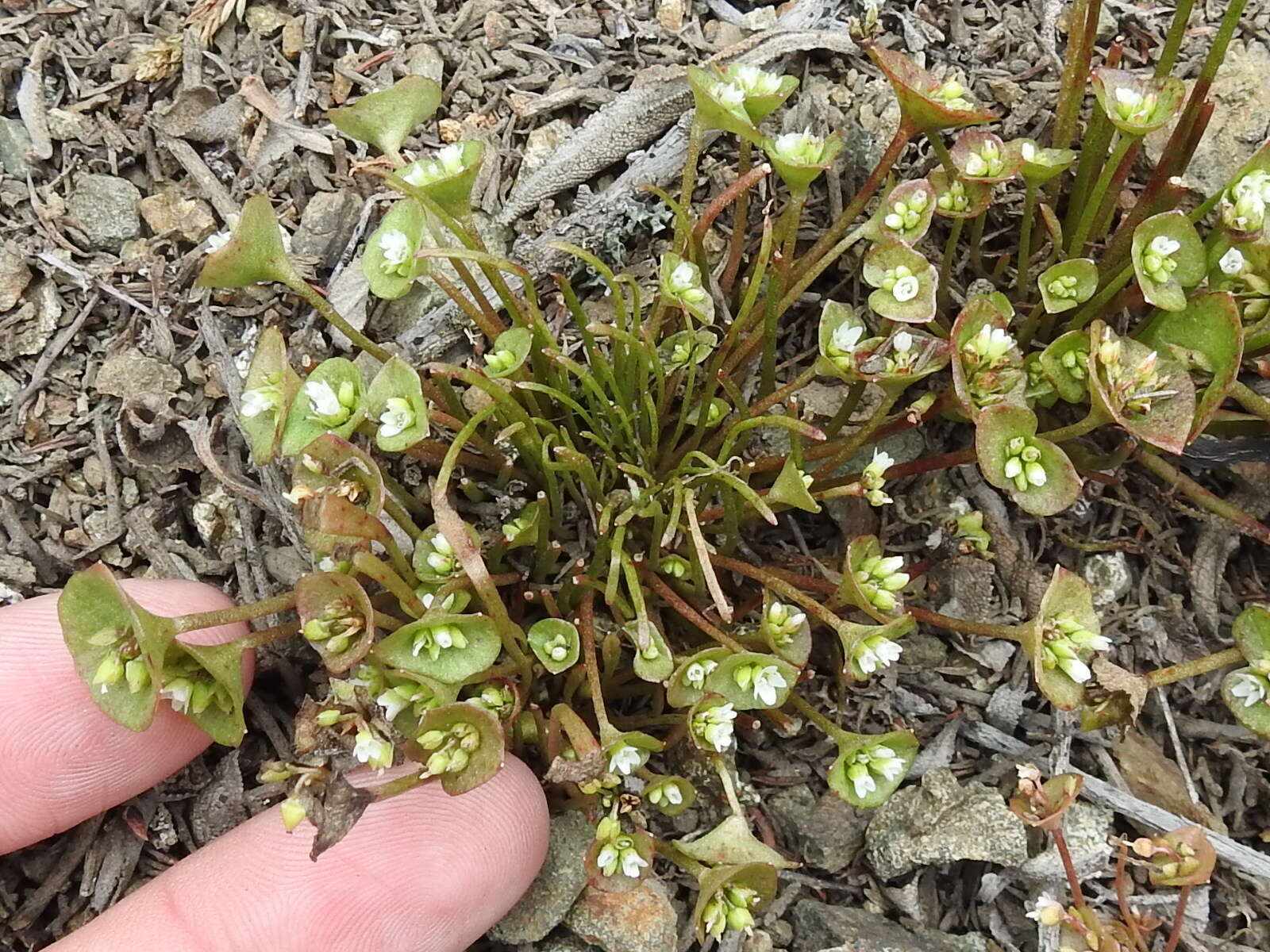 Image of streambank springbeauty